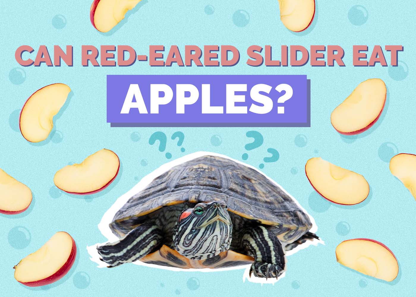 Hepper_Can Red Eared Slider Eat_Apples