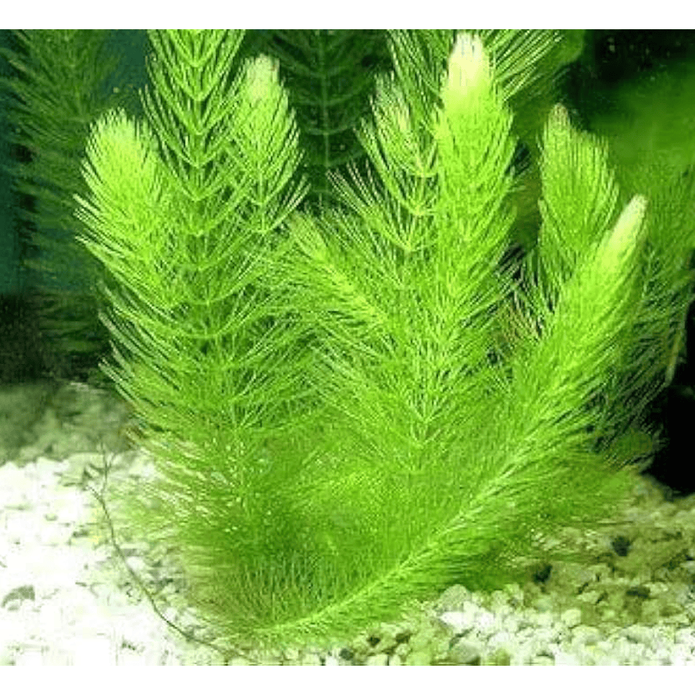 Hornwort
