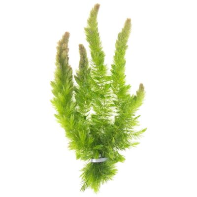 Hornwort