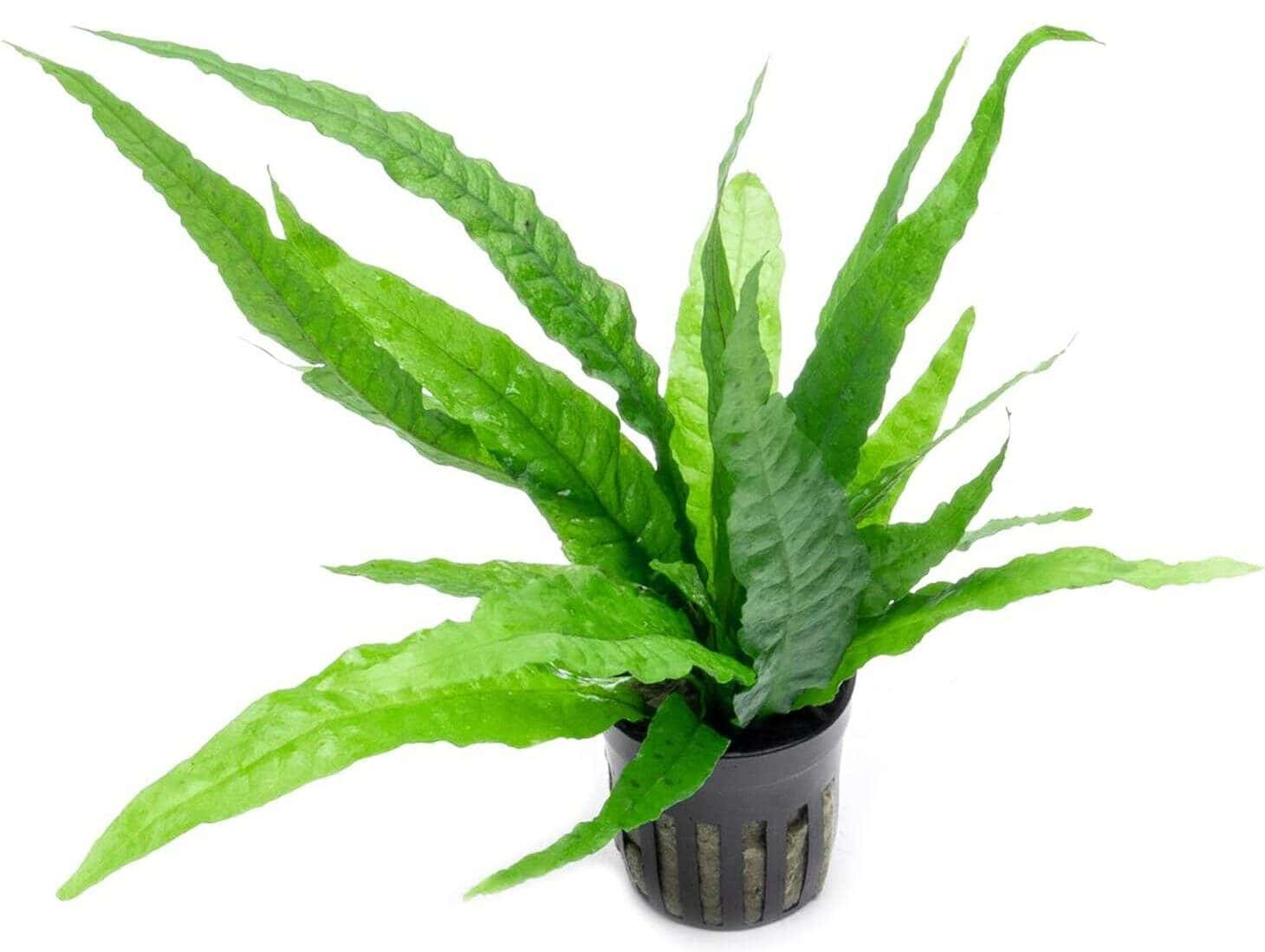 Java Fern Live Plant