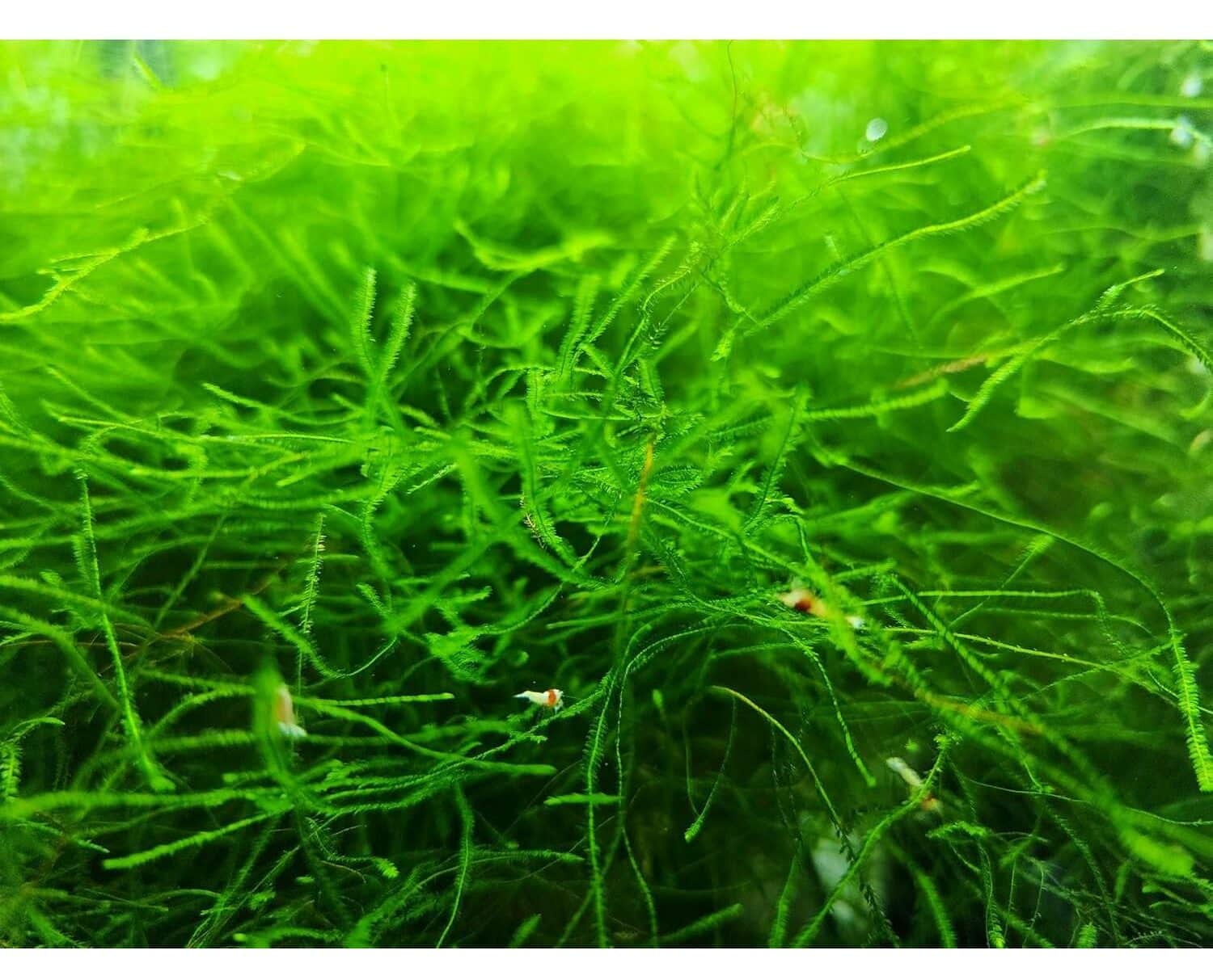 Java Moss Live Plant