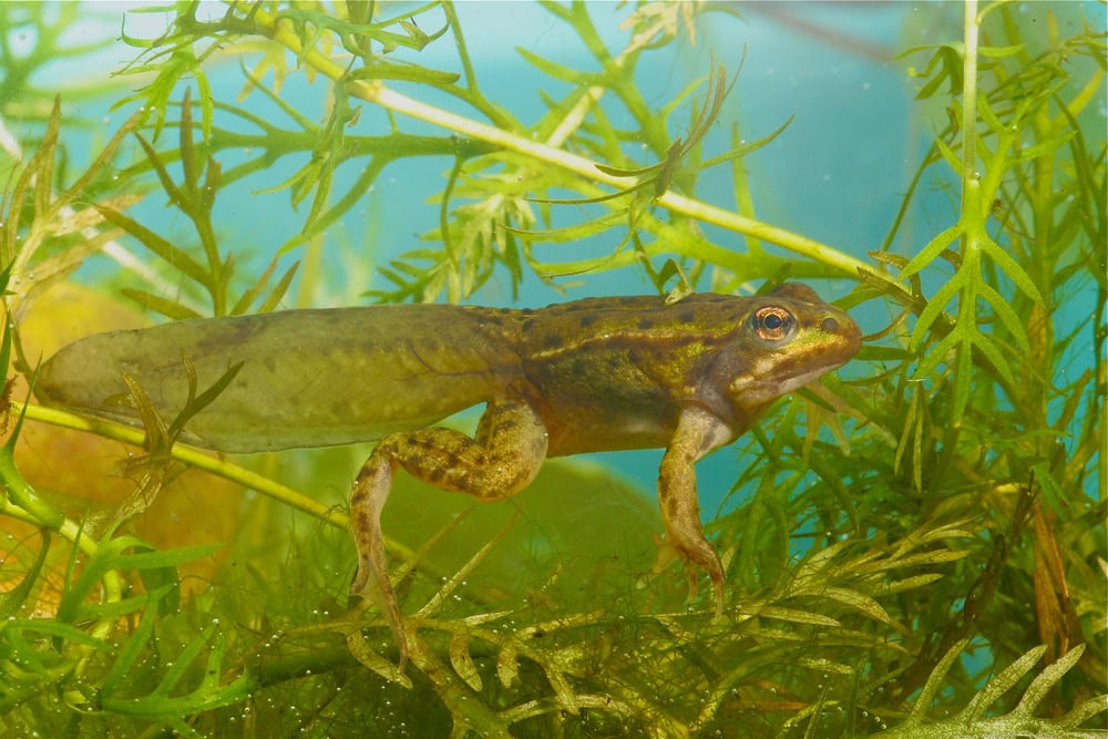 Metamorphosing green frog tadpole of Rana esculenta under water with fully developed hint