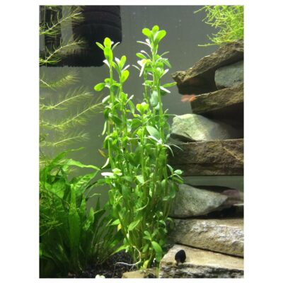 Moneywort