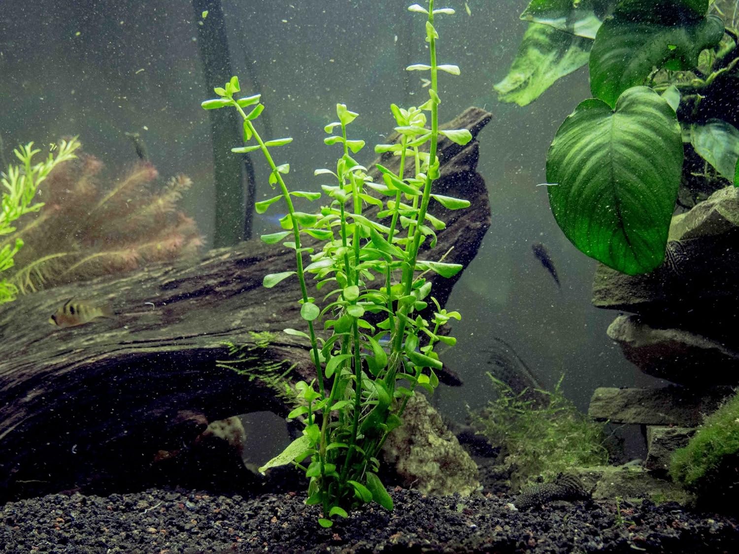 Moneywort