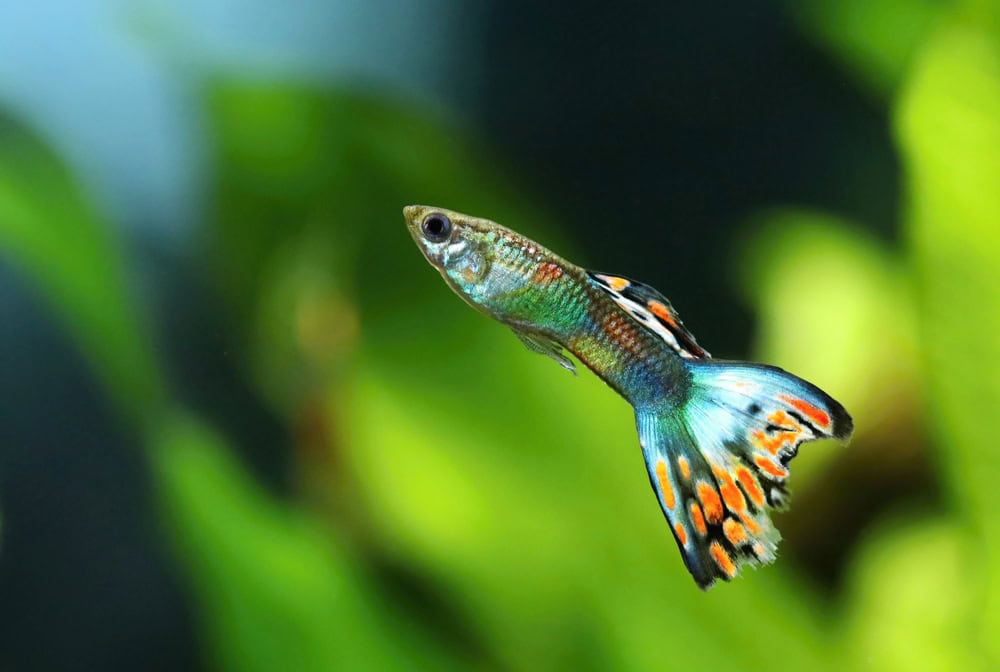 Motley guppy Poecilia reticulata male in aquarium