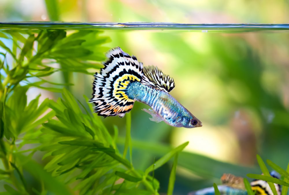 Multi color Poecilia reticulata