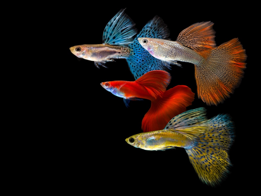 Multi color Poecilia reticulata,on black background with clipping path