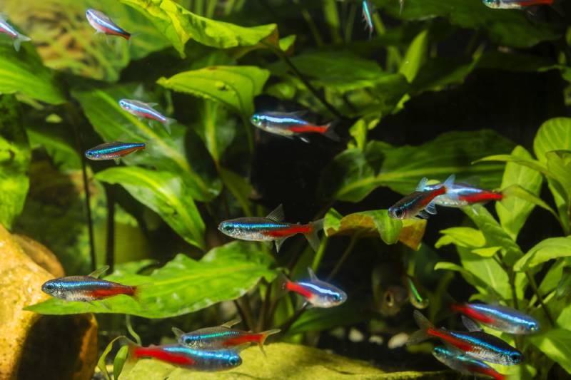 Neon tetra in aquarium plant in the background