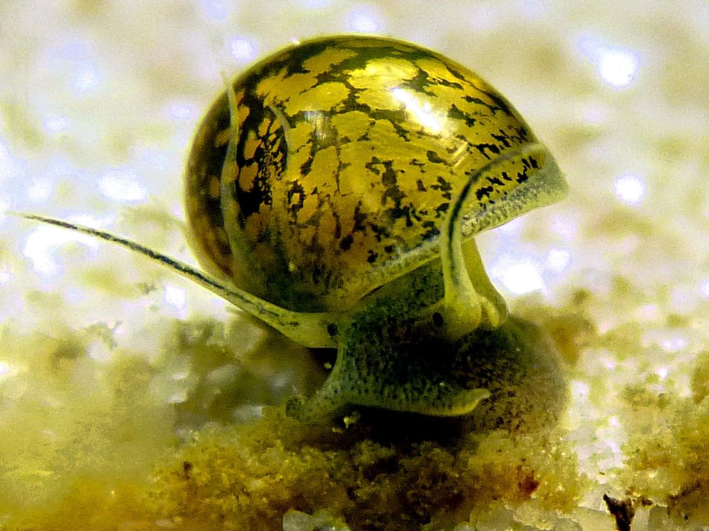 Bladder Snail
