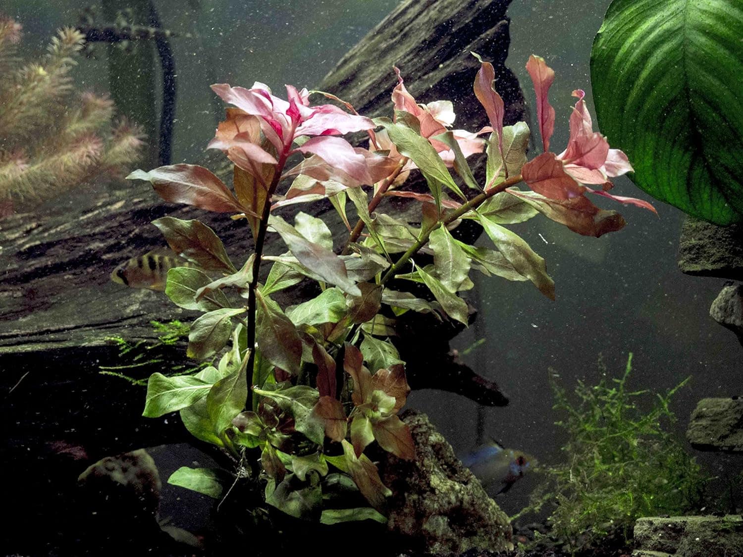 Red Ludwigia