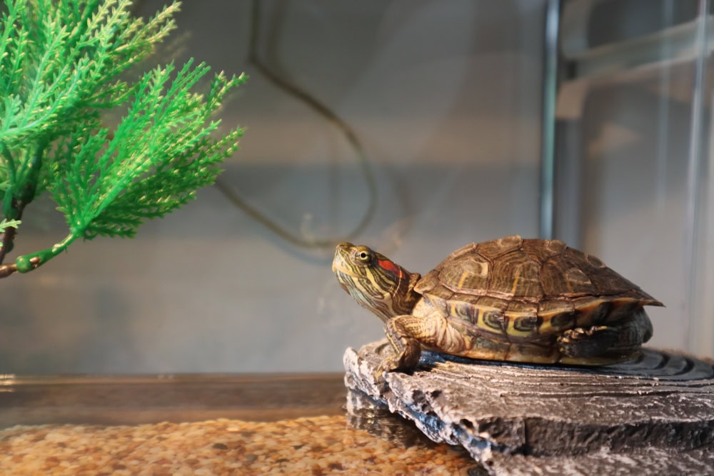 Red-eared turtle at the tank