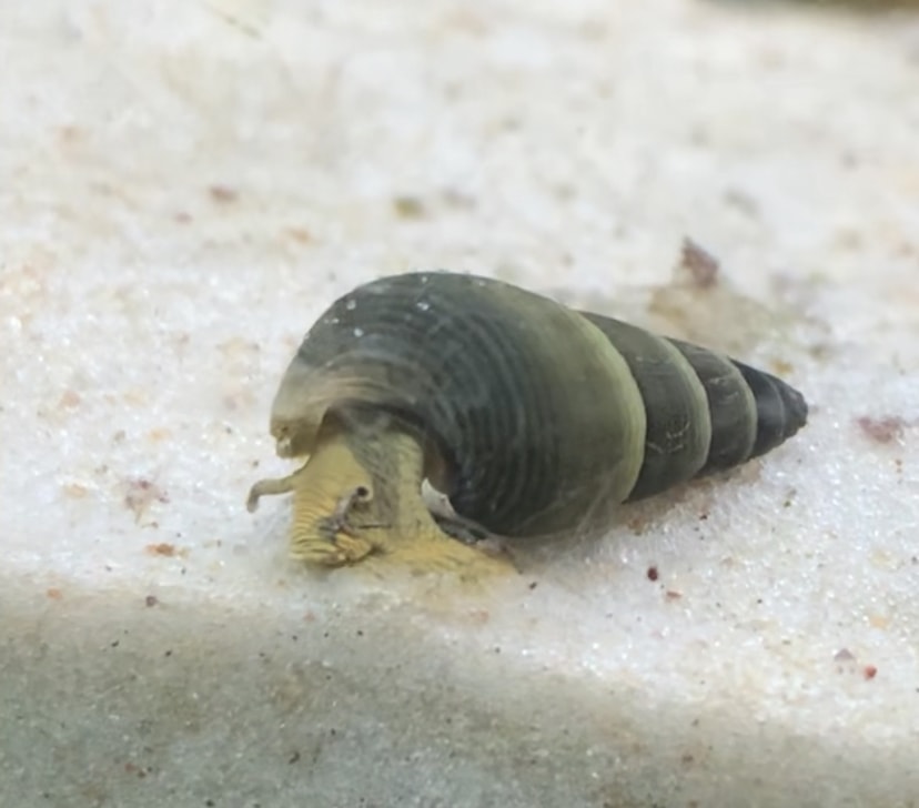 rabbit snail