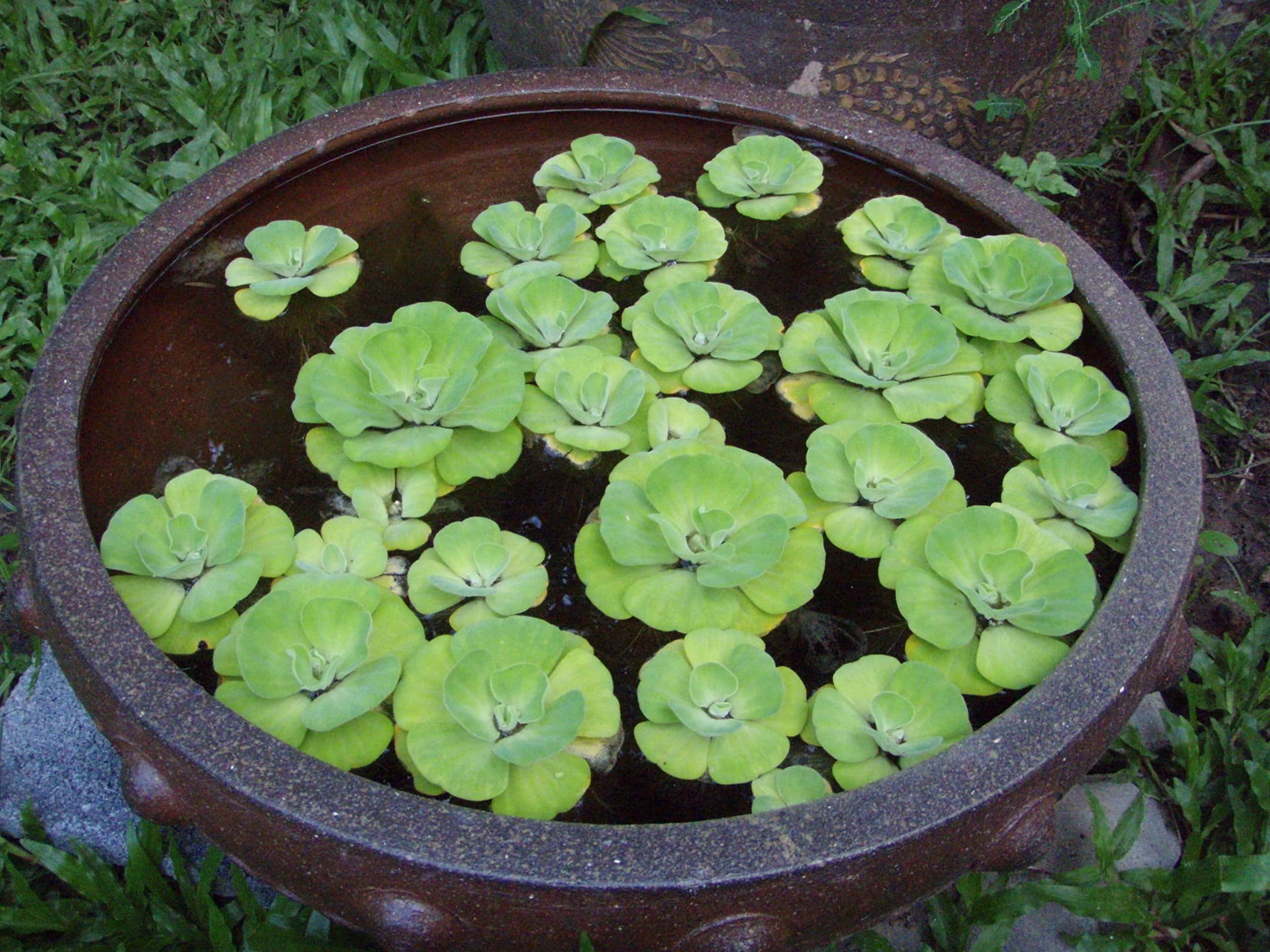 Water Lettuce