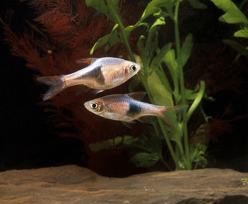 a couple of Harlequin Rasbora fish in the aquarium