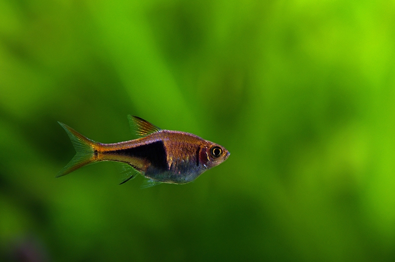 a female rasbora fish alone in the tank