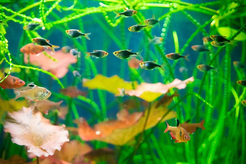 aquarium fishes swimming around the crinum natans plants