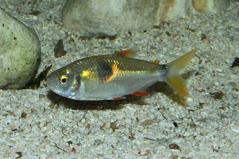 bucktooth tetra in aquarium