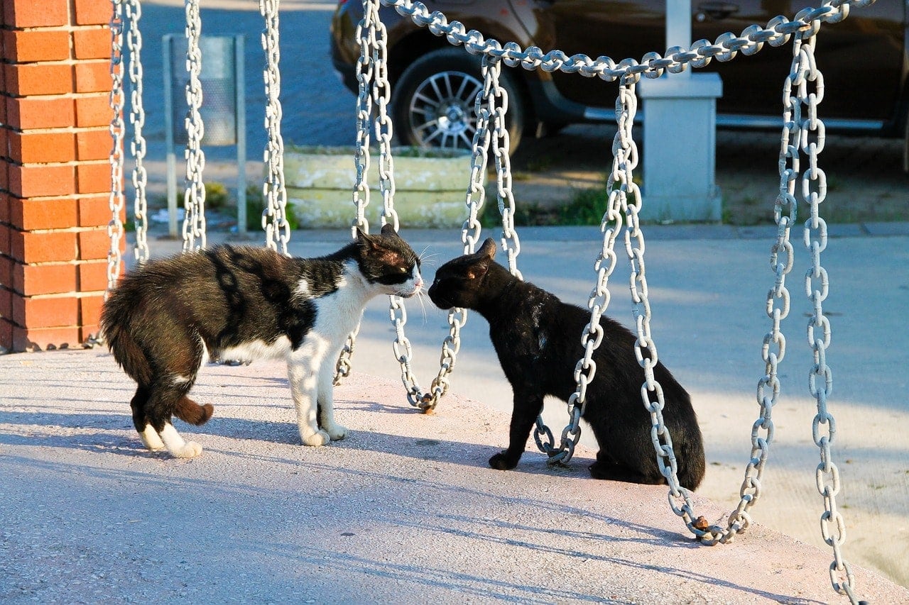 cat fighting