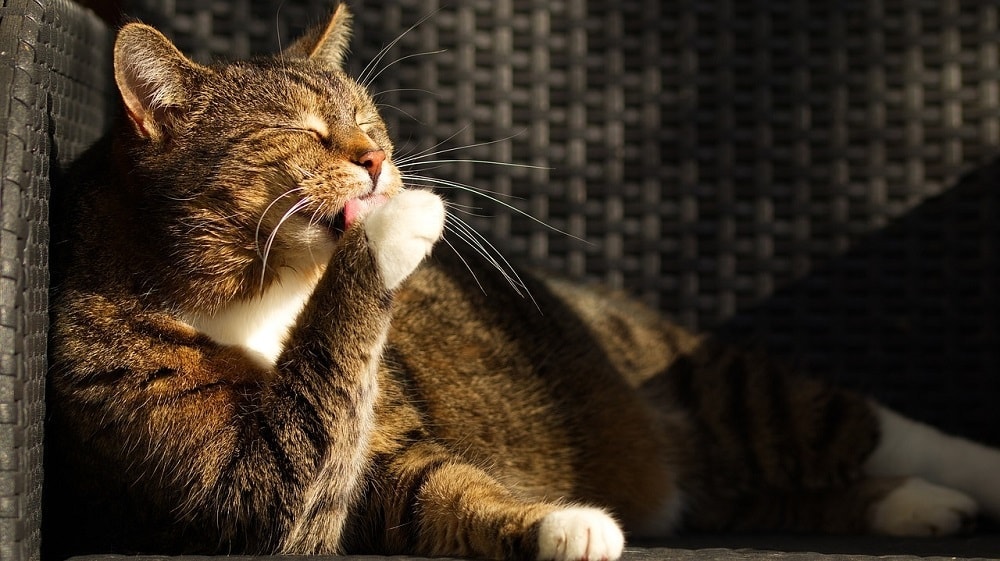 cat licking its paws