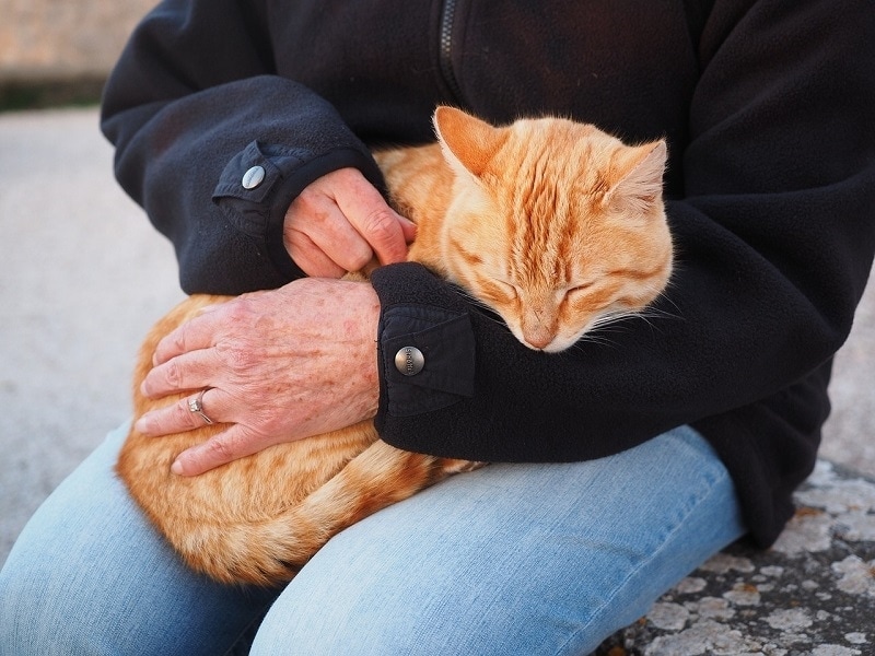 cat lover