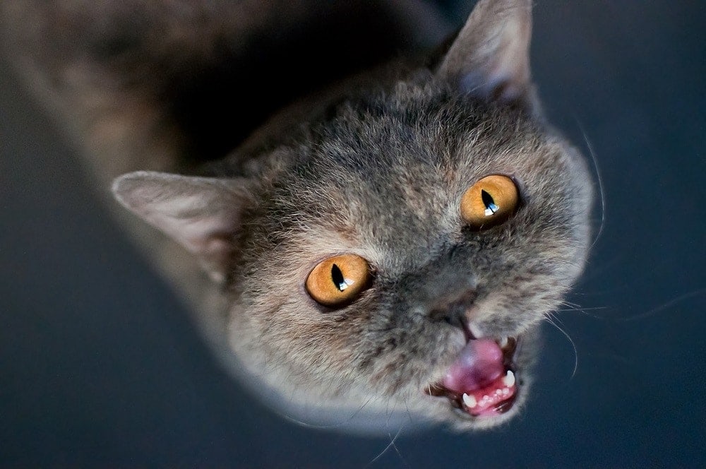 cat meow