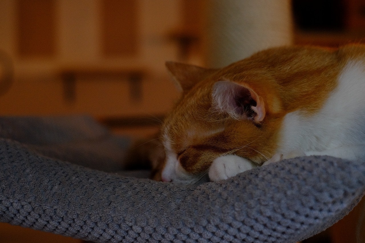 cat on its bed