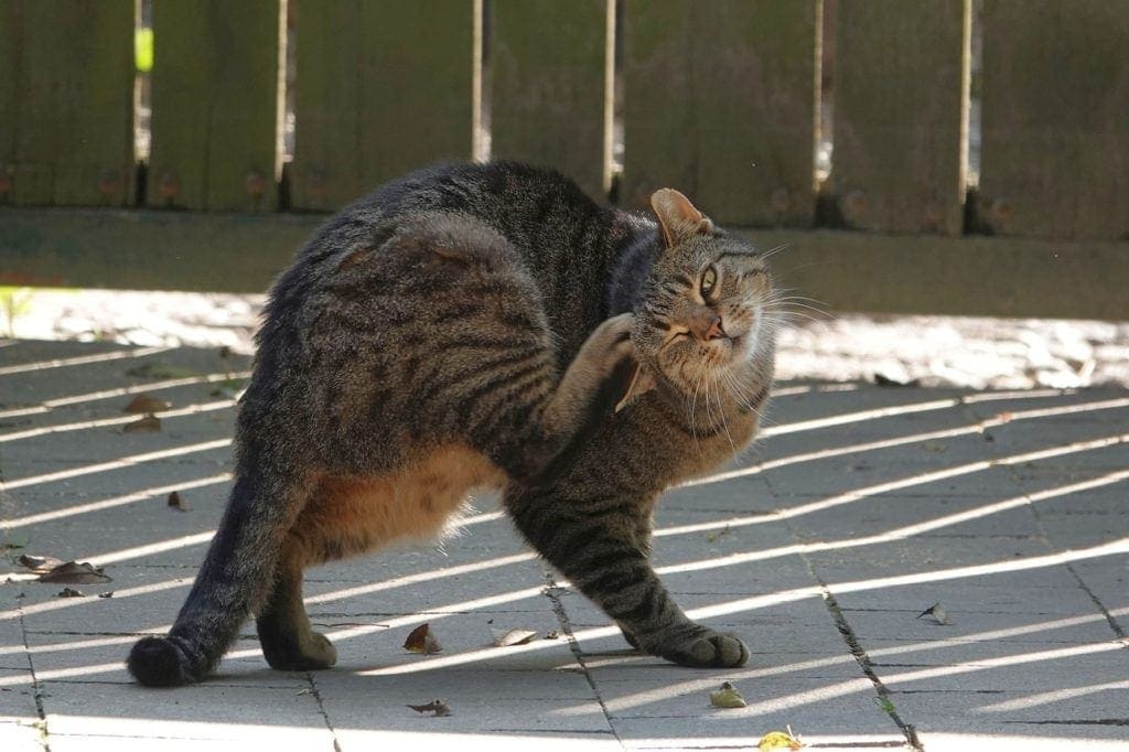 cat scratching its head