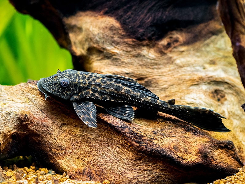 common pleco in a fish tank