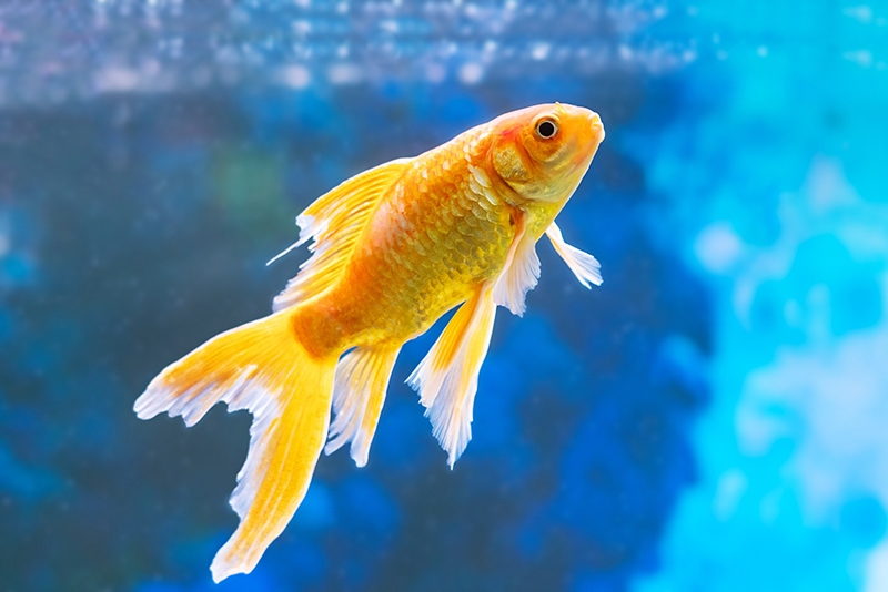 goldfish with fin disease alone in the tank
