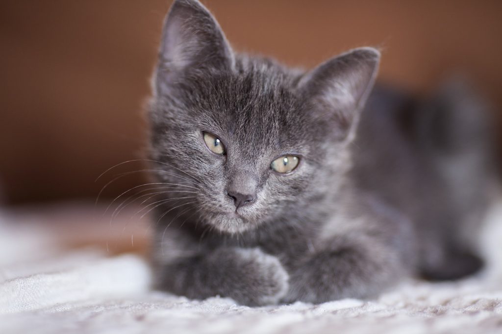 grey cat sad