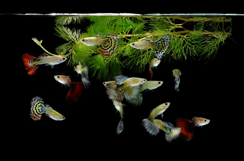 guppies in a tank