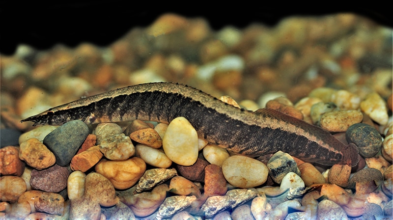 Half-banded Spiny Eel in fresh water aquarium