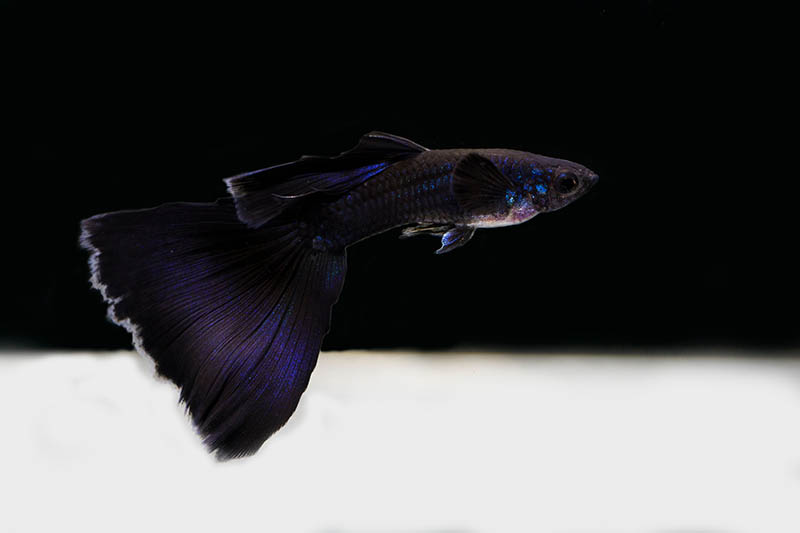 half black and purple guppy inside the tank