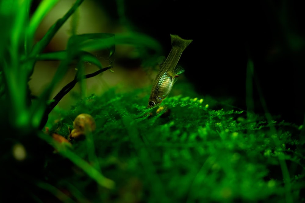little baby guppy fish