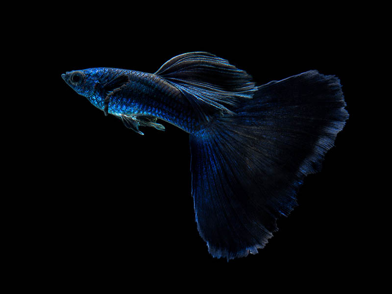 male blue moscow guppy