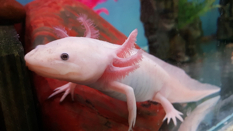pink albino axolotl in the tank