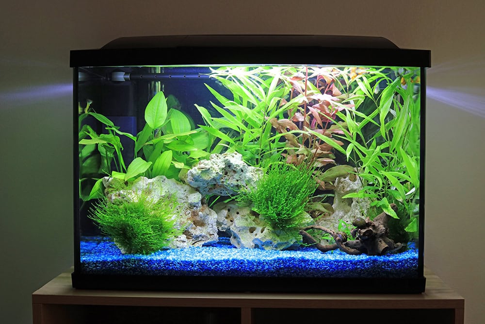 planted aquarium tank at home