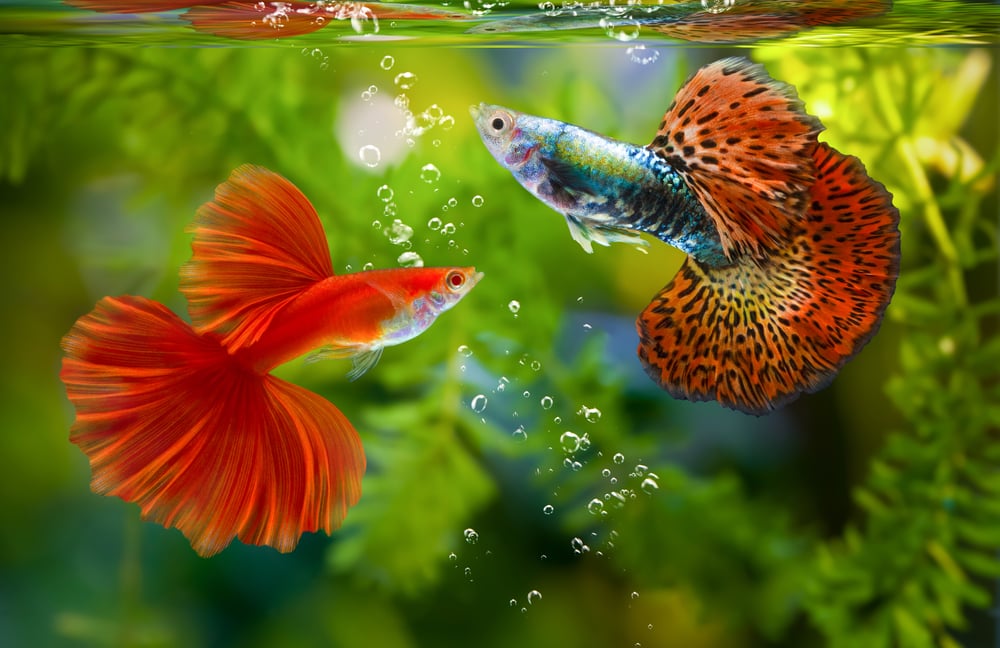 platinum guppy fish