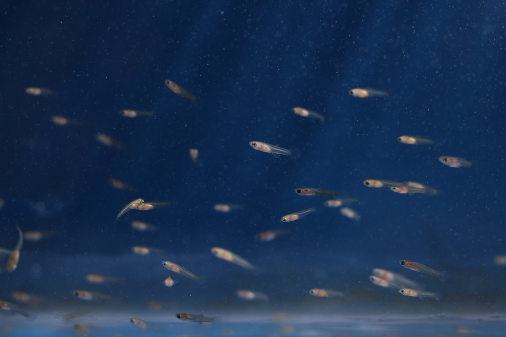 shoal of new born Guppy fish fry