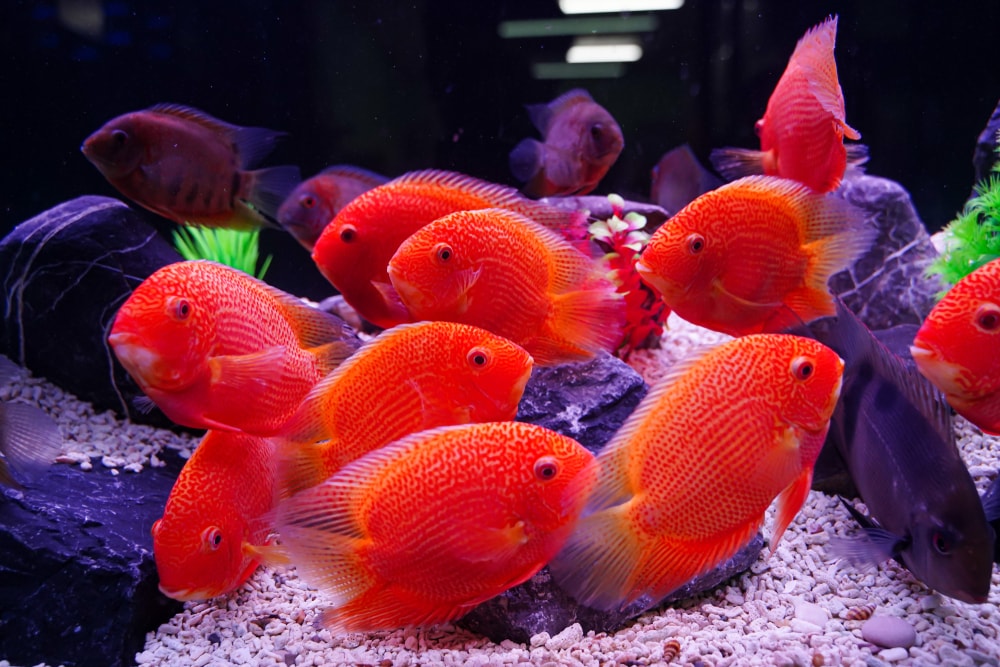 Red-Spotted Severum