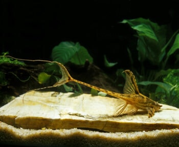 9 Best Algae Eater Fish to Help Keep Your Tank Clean (With Pictures ...