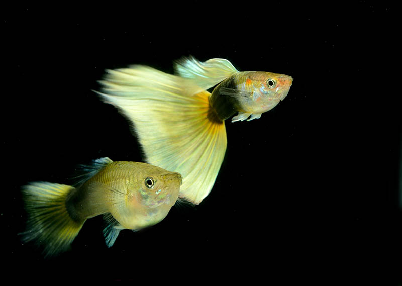 two half black and yellow German Tuxedo Yellow guppies