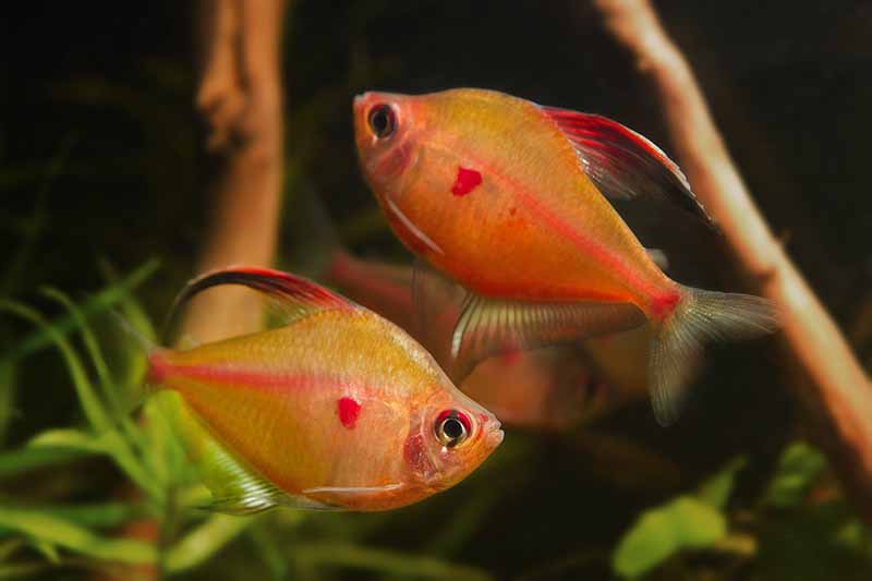 two bleeding heart tetra adult males