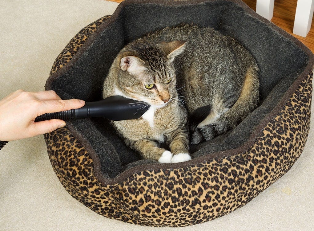 vacuuming cat and bed