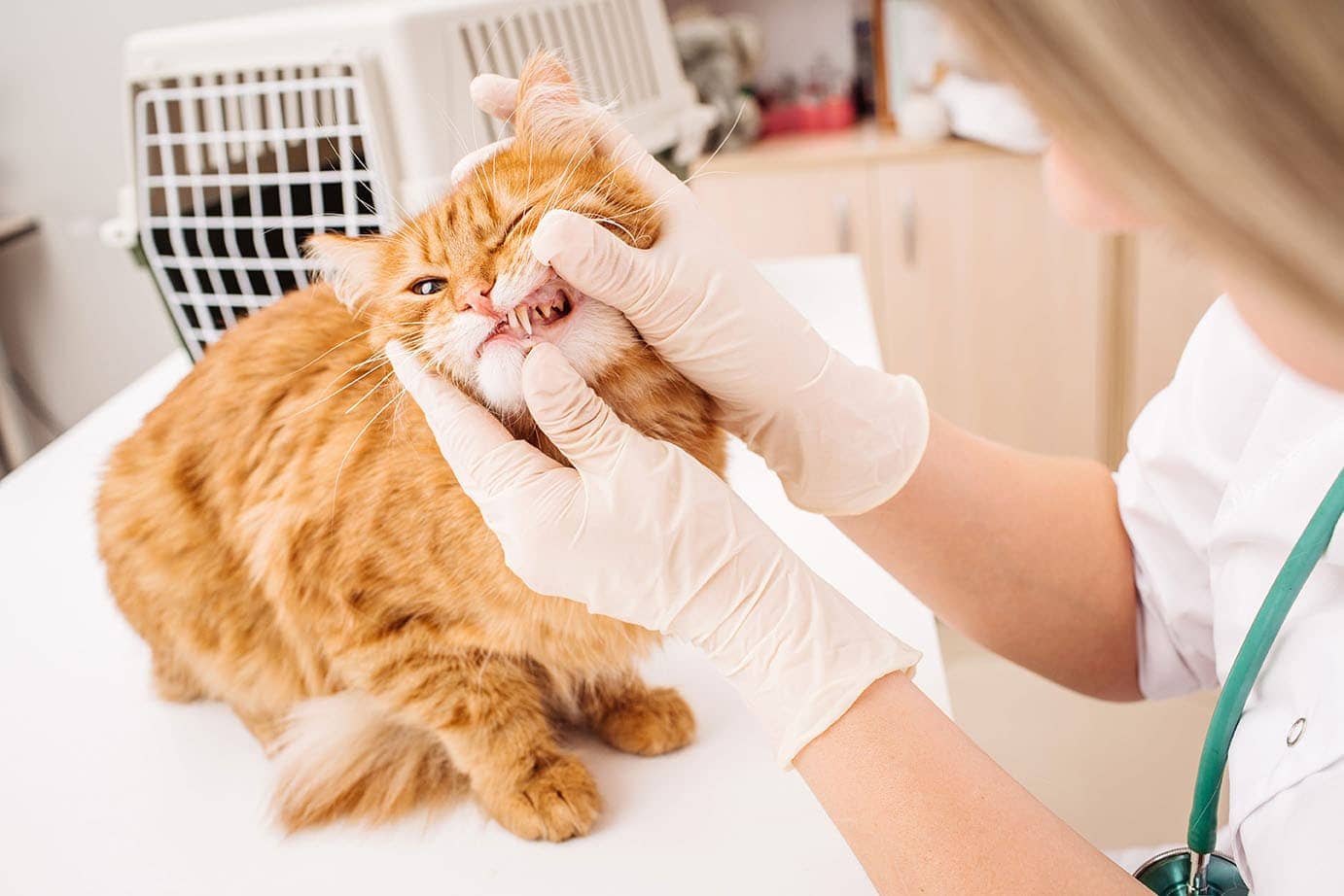 vet checking cat's teeth