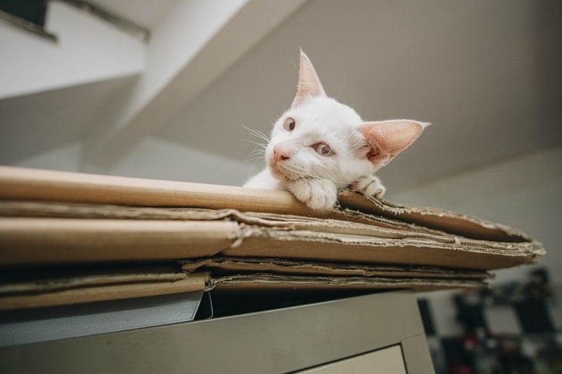 white cat scratching folded corrugated cardboard