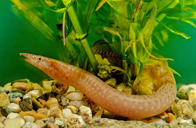 zig zag eel fish inside aquarium