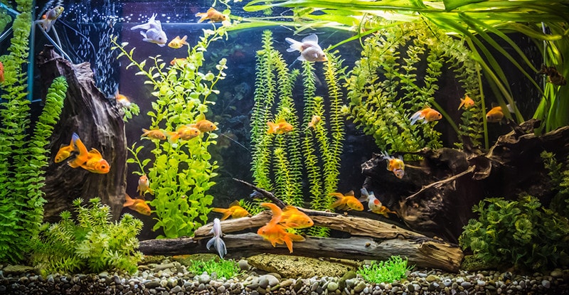 A green beautiful planted tropical freshwater aquarium with fishes