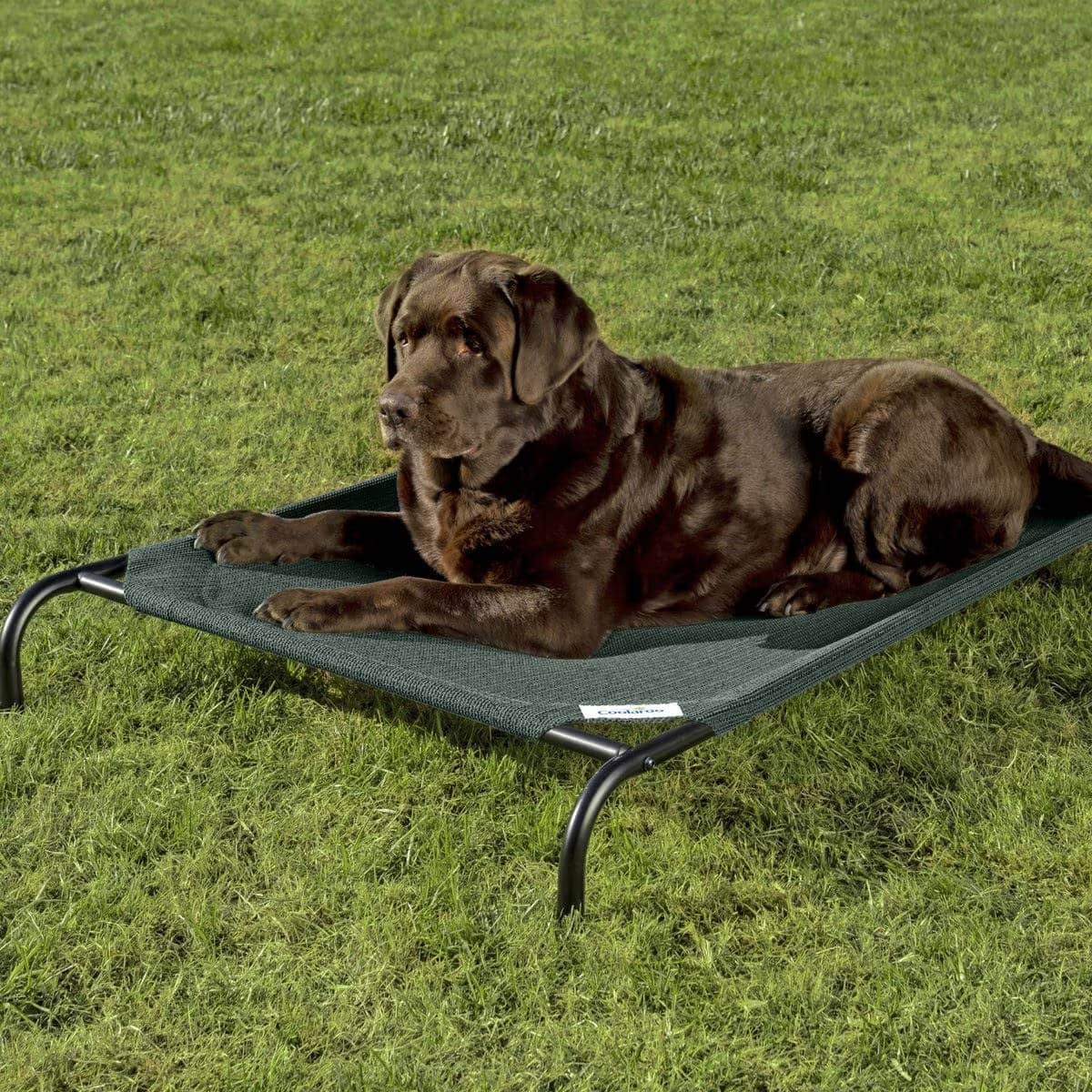 Coolaroo Elevated Pet Bed