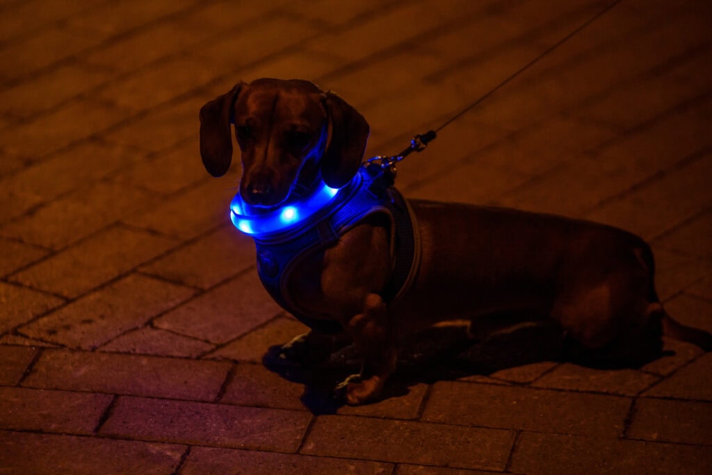 Dachshund dog in the dark with a blue, glow-in-the-dark leash